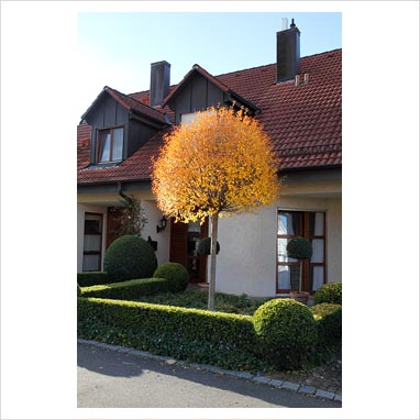 PRUNUS fruticosa 'Globosa' polokmen