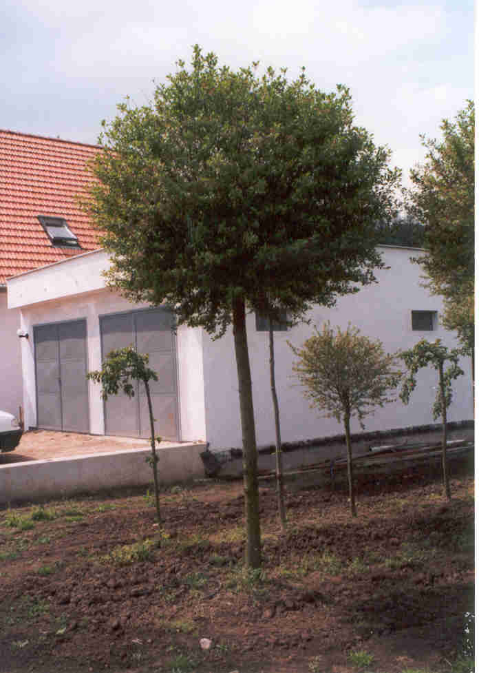 PRUNUS fruticosa 'Globosa' polokmen