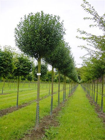 PRUNUS fruticosa 'Globosa' polokmen