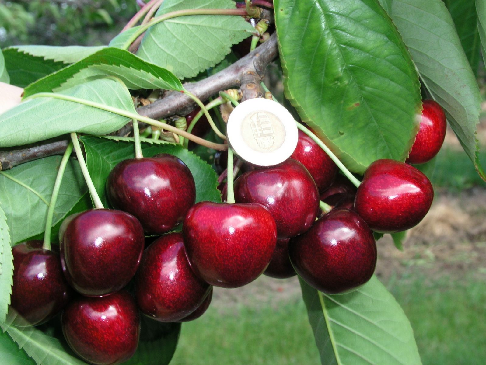 Jabloň stĺpovitá zelená