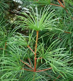 Sciadopitys verticillata