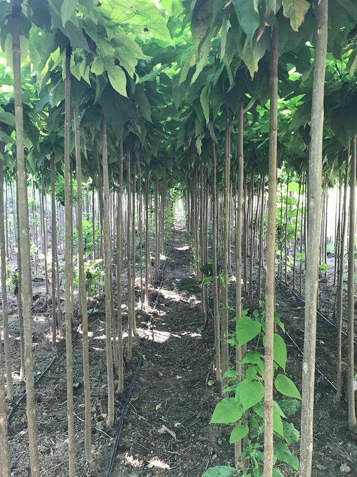 CATALPA bignonioides 'Nana' 220cm kmeň