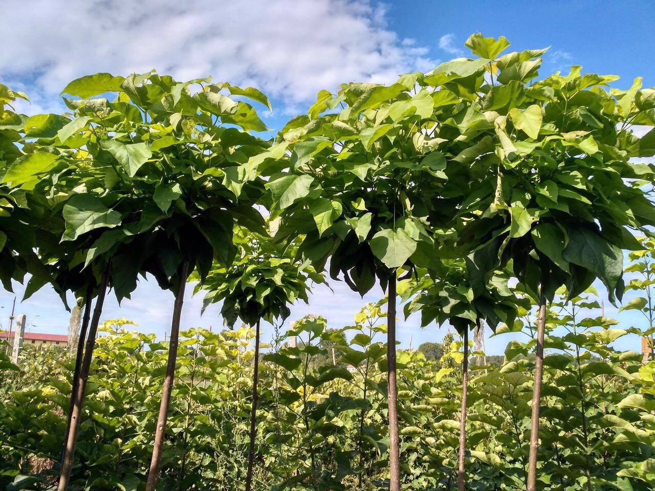 CATALPA bignonioides 'Nana' 220cm kmeň