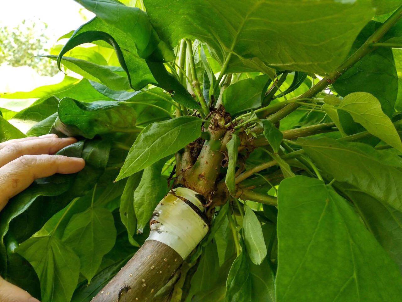 CATALPA bignonioides 'Nana' 220cm kmeň