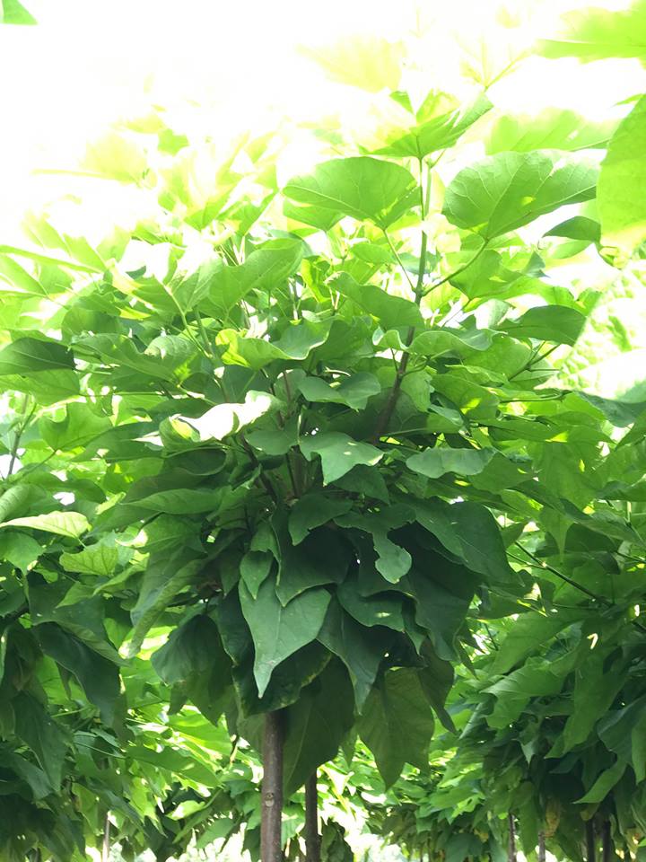 CATALPA bignonioides 'Nana' 220cm kmeň