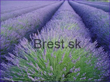 Lavandula angustifolia "Munstead"