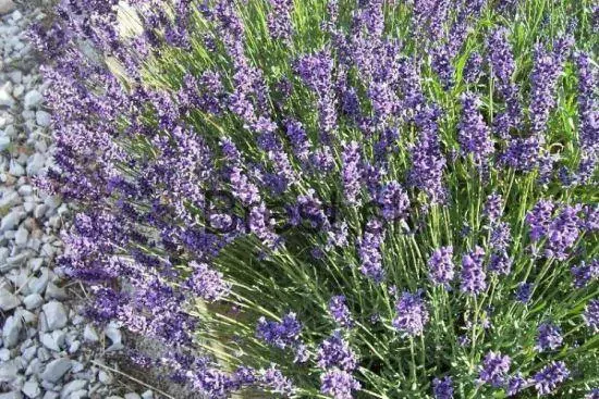 Lavandula angustifolia "Munstead"