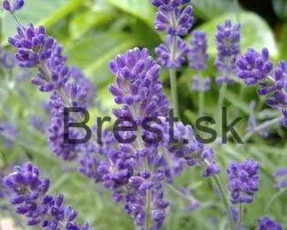 Lavandula angustifolia "Munstead"