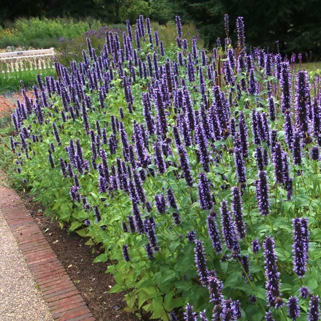 Agastache 'Black Adder'