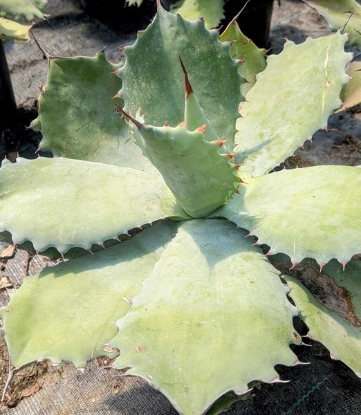 Agave