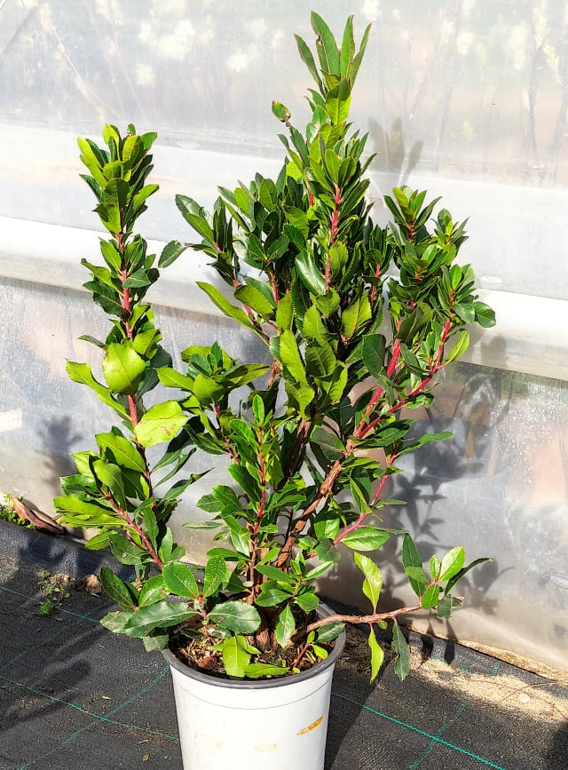 ARBUTUS negundo 50cm
