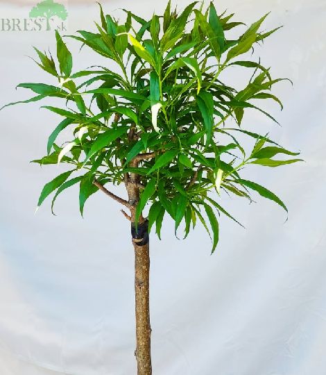 Pink chitalpa 120cm