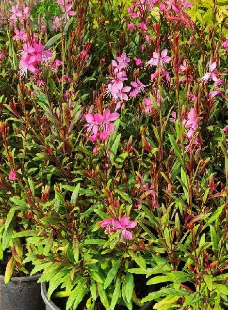 Gaura lindheimeri 'Siskiyou Pink'
