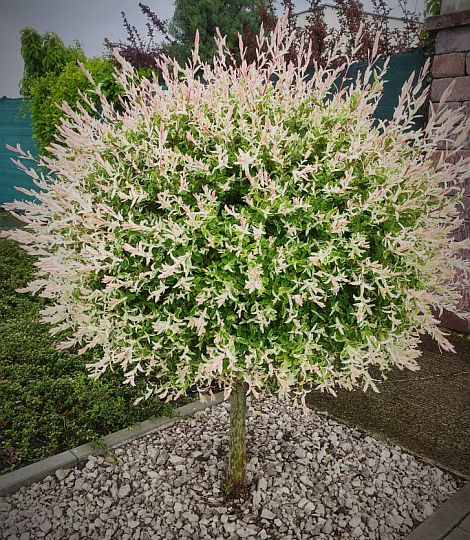 Salix integra 'Hakuro-Nishiki' 100cm kmienok