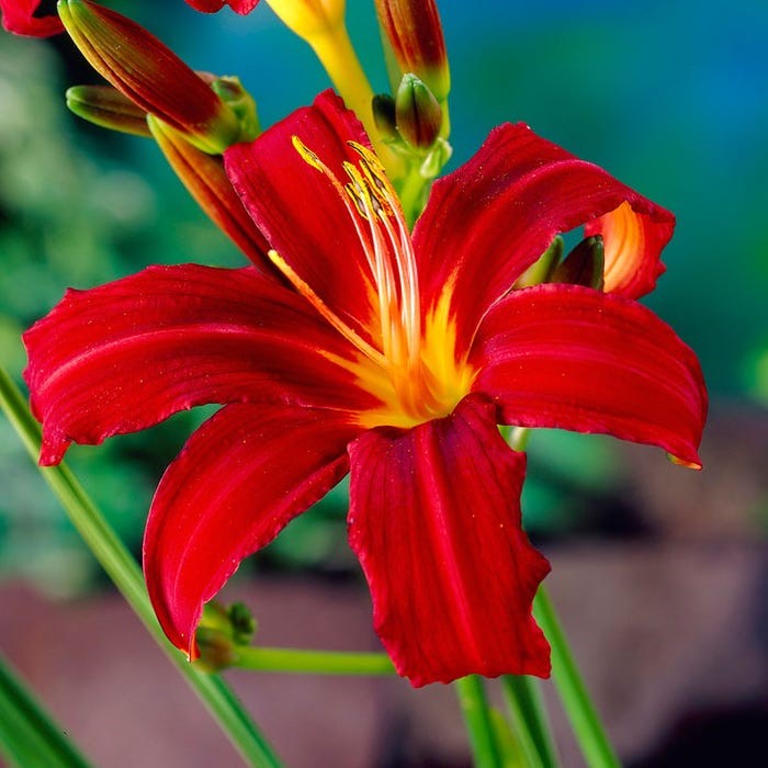 Hemerocallis 'Crimson Pirate'