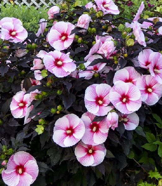 Starry Night Spring Hibiscus 'Starry Starry Night'