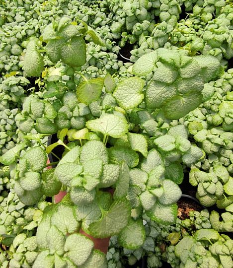Lamium 'White Nancy'