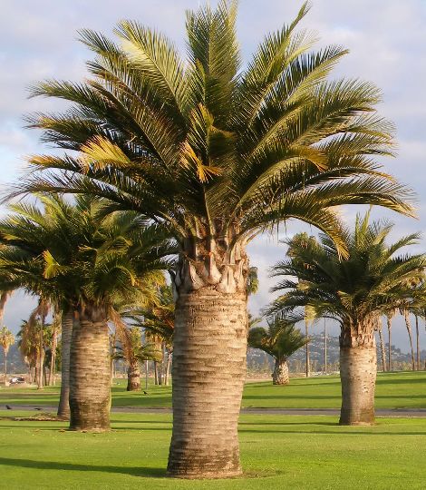 Jubaea Chilensis
