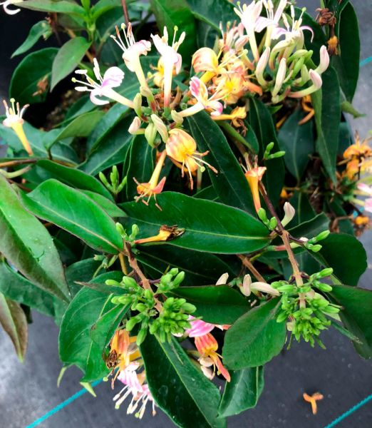 Lonicera x Marinella