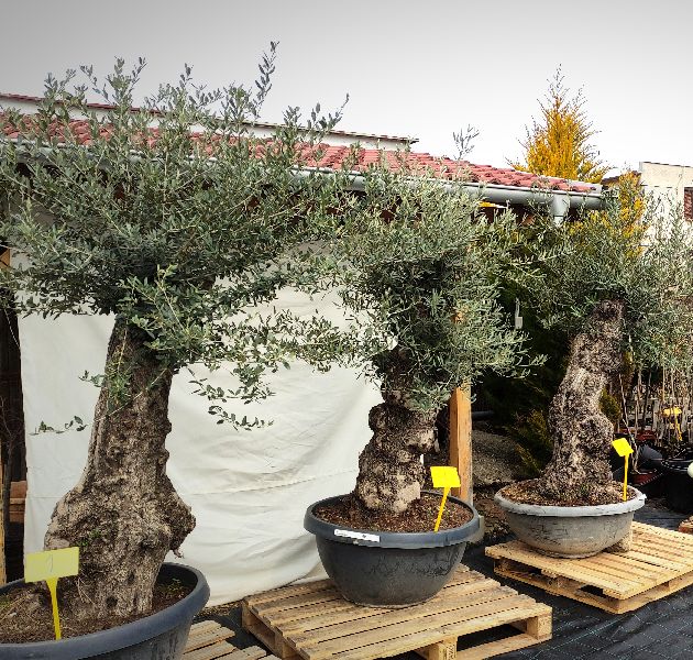 Olea Europea Tarrina Bonsai