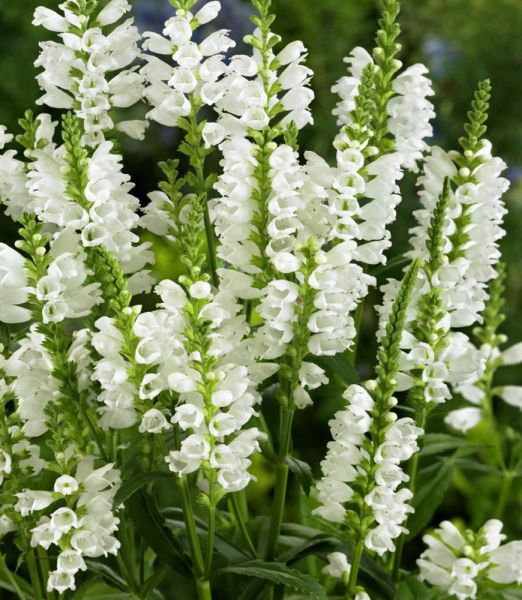 Physostegia virginiana 'Alba'