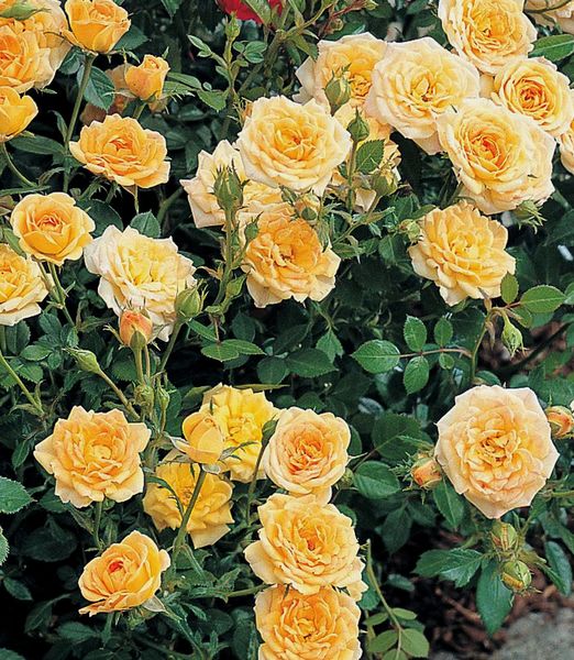 Ruža 'Yellow Fairy'