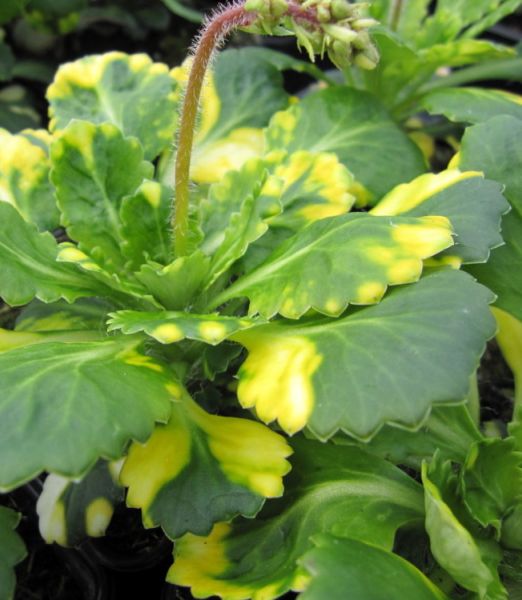 Saxifraga urbium 'Variegata'