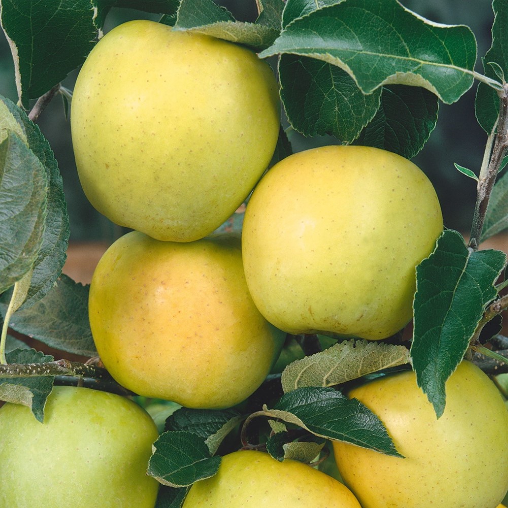 Jabloň 'Golden Delicious'
