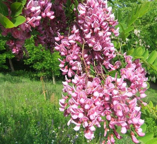Robinia Georgia