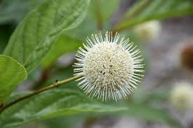 cephalanthus occidentalis fiber optics