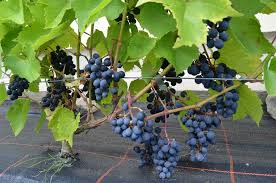 Vitis Cabernet cantor