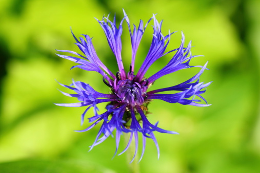 Centaurea grandiflora