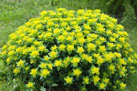Euphorbia polychroma