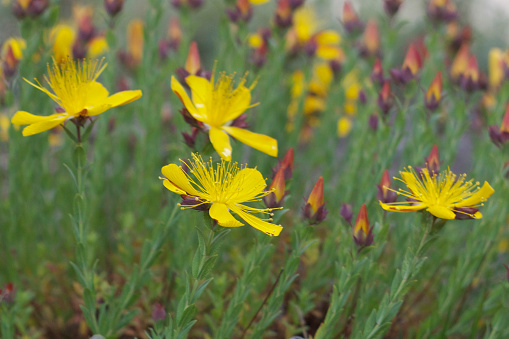 Hypericum polyphyllum