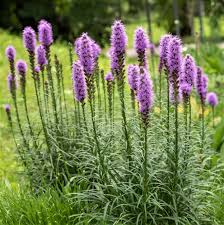 Liatris spicata violett