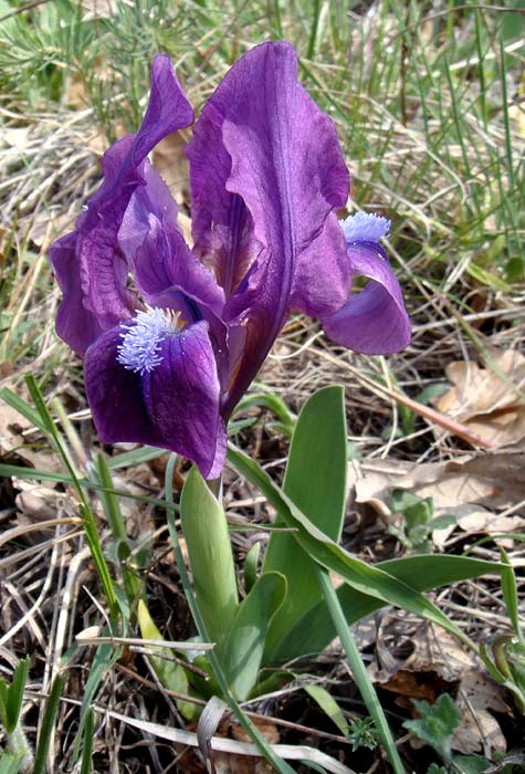 Iris pumila