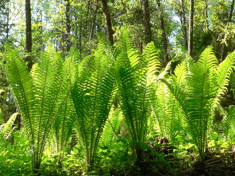 Matteuccia struthiopteris