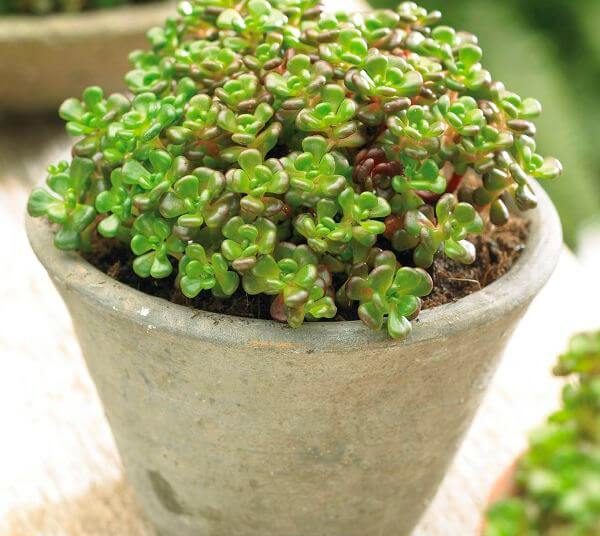Sedum Oreganum