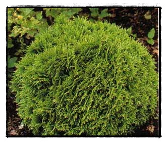 Thuja occidentalis 'Danica'