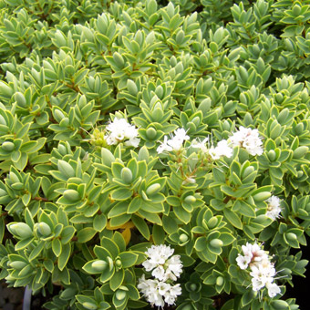 Hebe 'Cobb Valley'