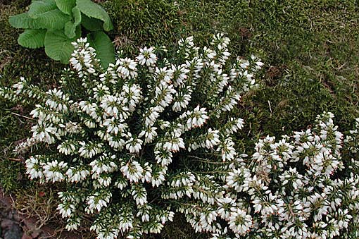 Erica carnea 'Isabell'
