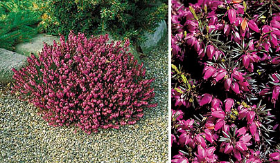 Erica carnea 'Atrorubra'