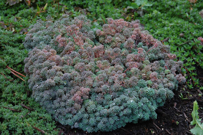 Sedum hispanicum