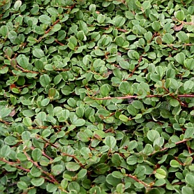 Cotoneaster buxifolia 'Nana'