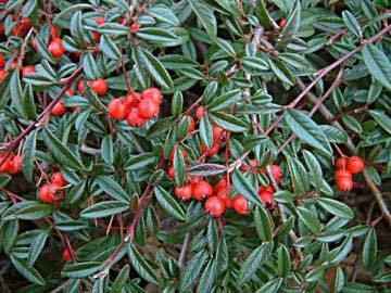 Cotoneaster salicifolius 'Gnom'