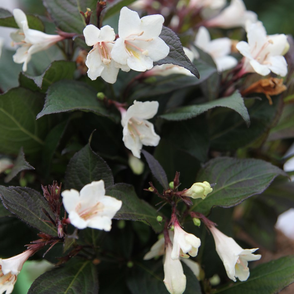 Weigela 'Black and White'®