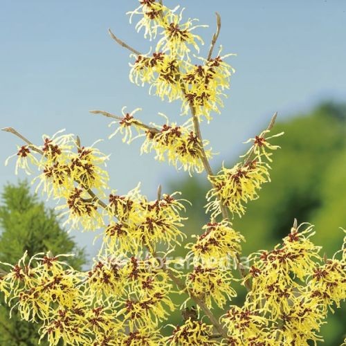 Hamamelis 'Arnold Promise'