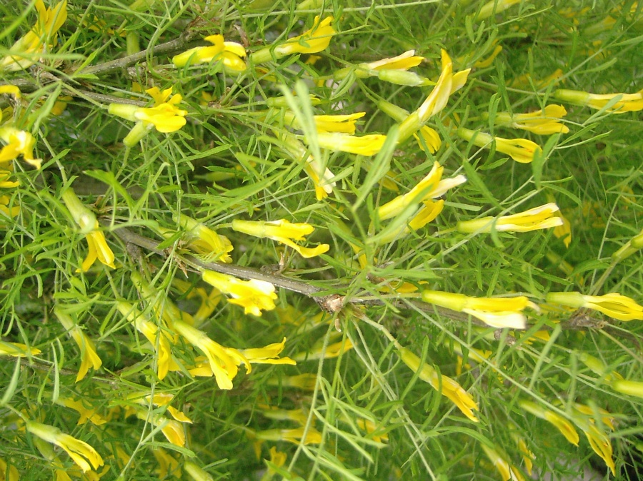 CARAGANA arborescens 'Pendula'