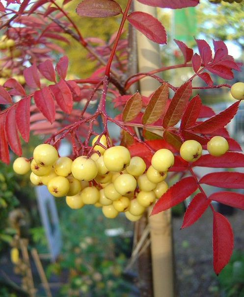 SORBUS a. 'Golden Wonder'