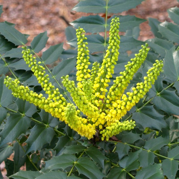 Mahonia media 'Winter Sun'